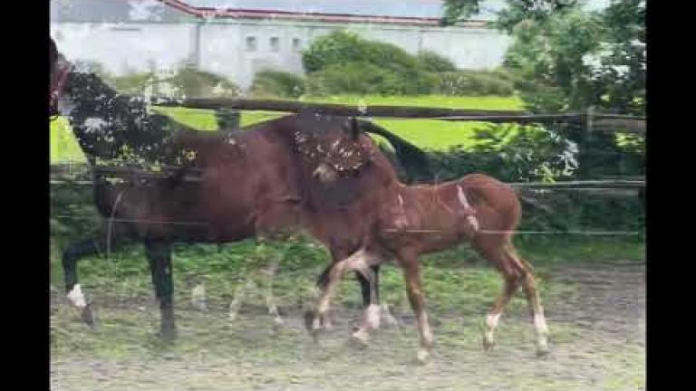 Askapino x Balou du Rouet Hengstfohlen colt 05/2024