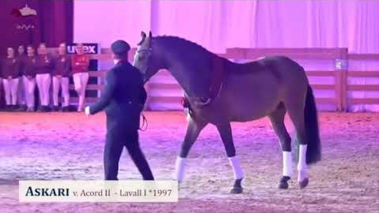 Askari v. Acord II x Lavall I x Cor de la Bryere