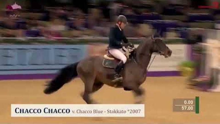 Chacco Chacco v. Chacco-Blue x Stakkato x Grannus