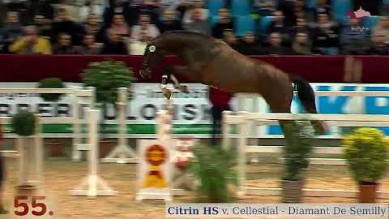 Citrin HS v. Cellestial x Diamant De Semilly x Guidam