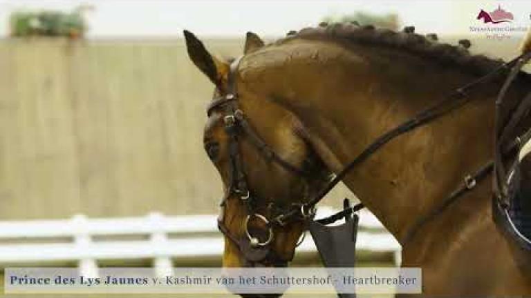 Prince de Lys Jaunes v. Kashmir van het Schuttershof x Heartbreaker x Alme