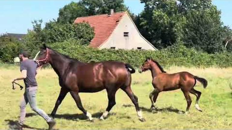 Askapino x Balou du Rouet HENGST 05/24