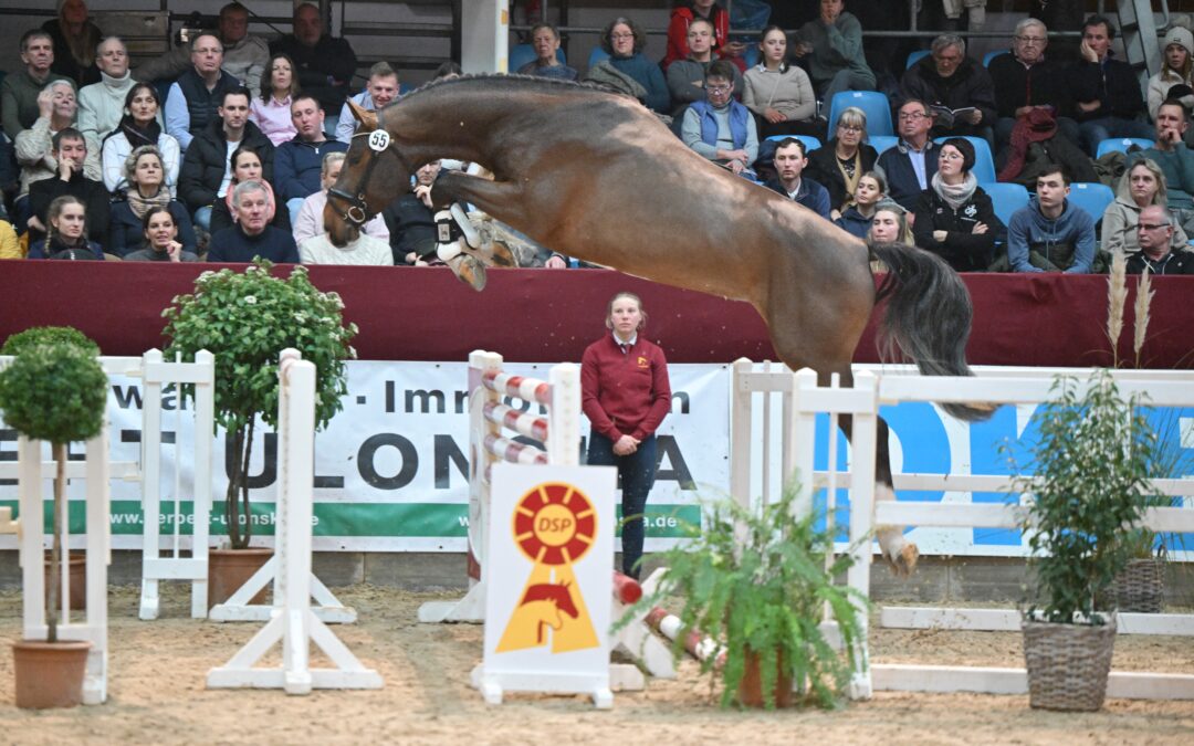 Springhengst Citrin HS beim Freispringen in der Halle