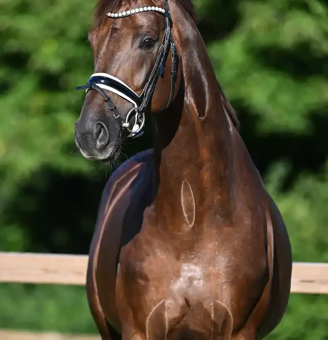 Feliciano