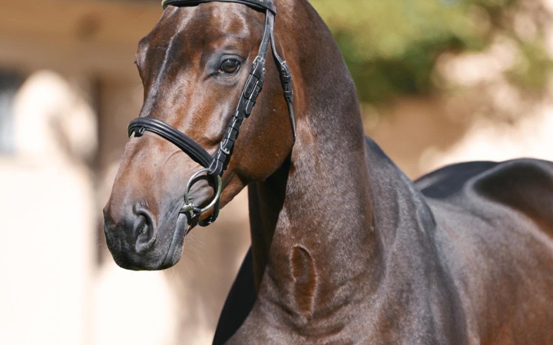 Prince des Lys Jaunes