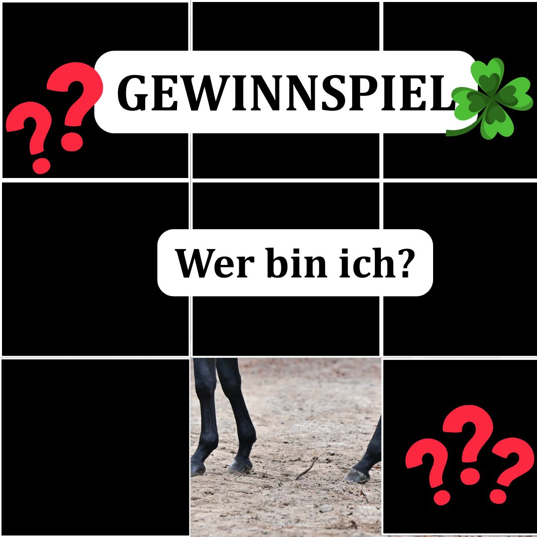 Hengstgewinnspiel