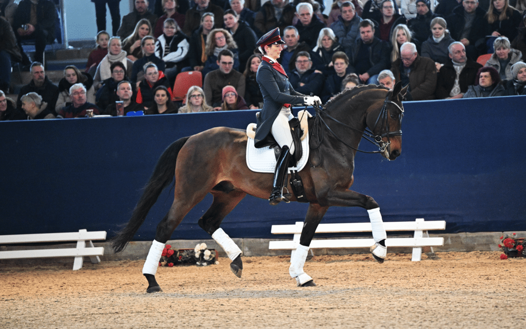 Brauner Hengst im Trab mit Reiterin