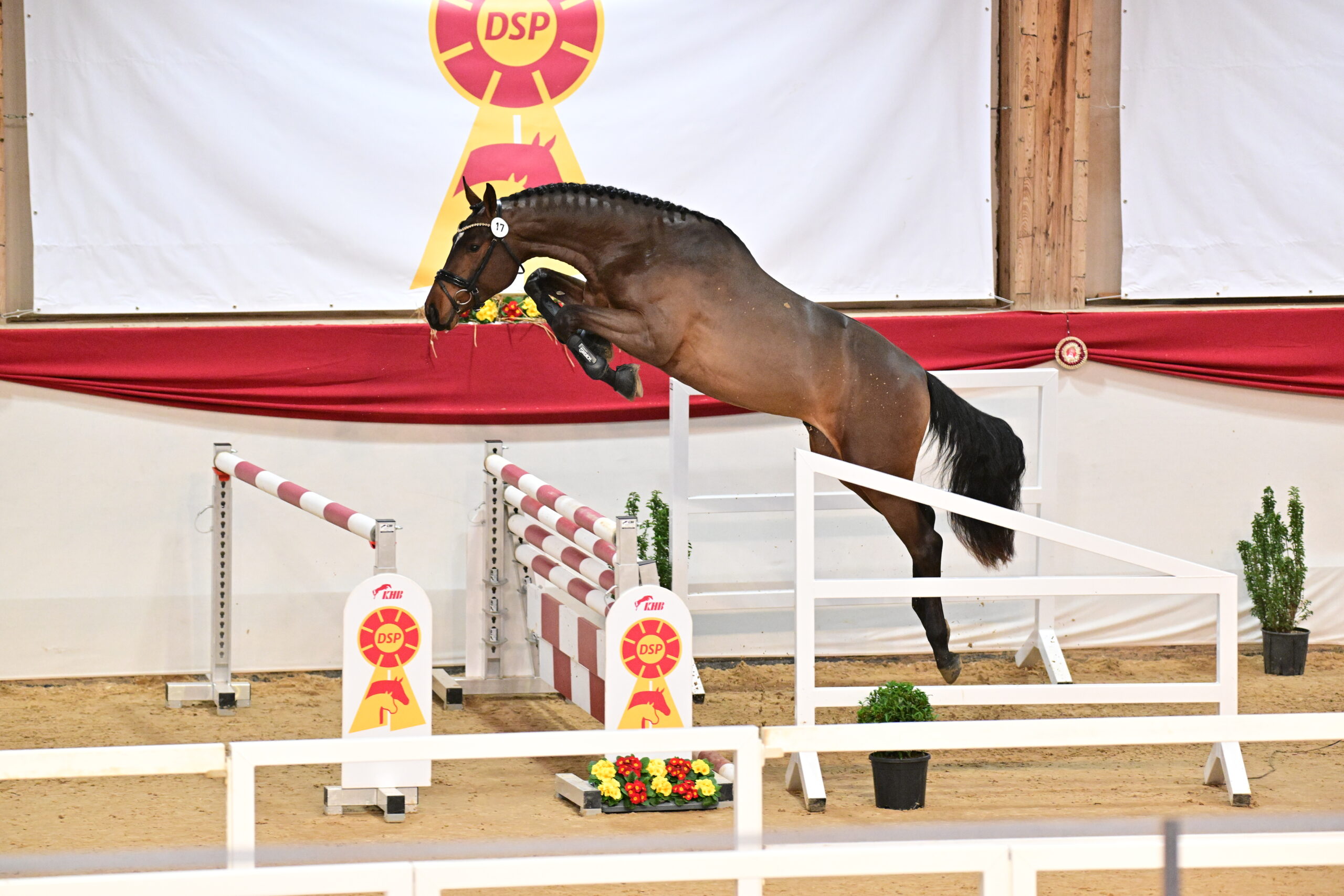 Hengst "Delta X" beim Freispringen
