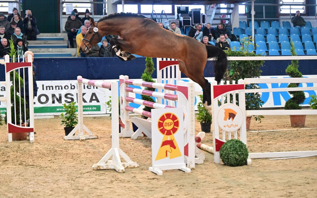 Brauner Hengst über Sprung