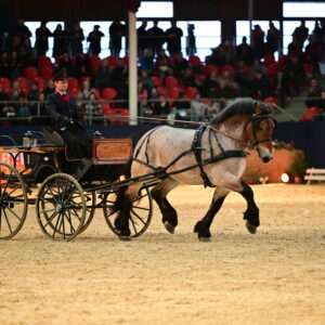 Pferd vor der Kutsche