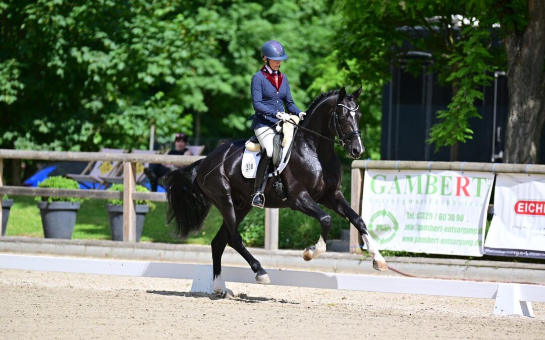 schwarzer Hengst im Galopp im Dressurviereck mit Reiterin